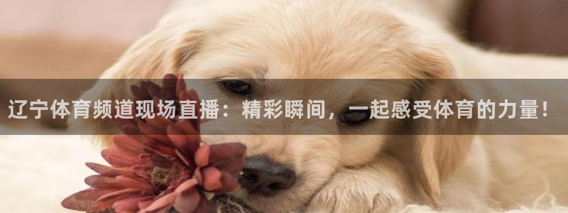 辽宁体育频道现场直播：精彩瞬间，一起感受体育的力量！